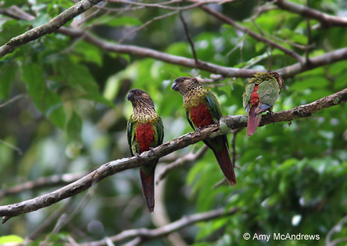 Pyrura amazónska - Pyrrhura amazonum